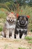 CHIEN FINNOIS DE LAPONIE 435